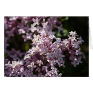 Huele A Lilac