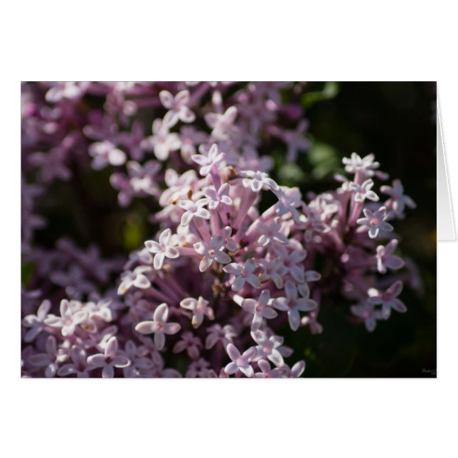 Huele A Lilac (Anverso (Horizontal))