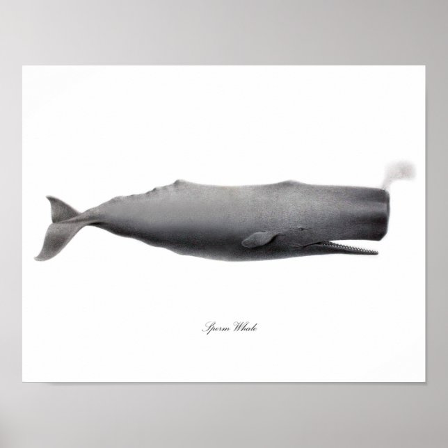 Huella de arte blanco y negro gris Sperm Whale #12 (Frente)