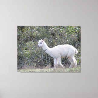 Huella de lienzo - Alpaca blanca