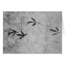 Huellas De Coot En La Nieve