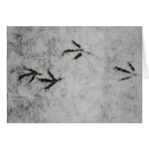 Huellas De Coot En La Nieve