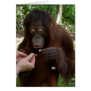 Huérfano de Orangután come maní en la jungla