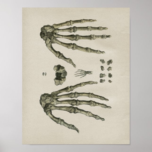 Hueso de mano humano Anatomía Impresión de cosecha (Frente)