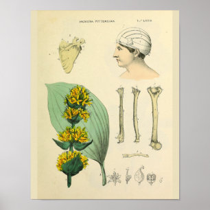 Huesos Anatomía Medicinal Arte Médico Imprimir