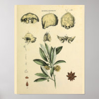 Huesos de calavera Anatomía Arte Herbal Imprimir