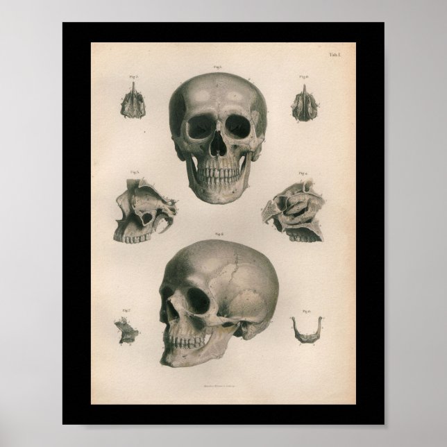 Huesos de cráneo de impresión de anatomía humana v (Frente)