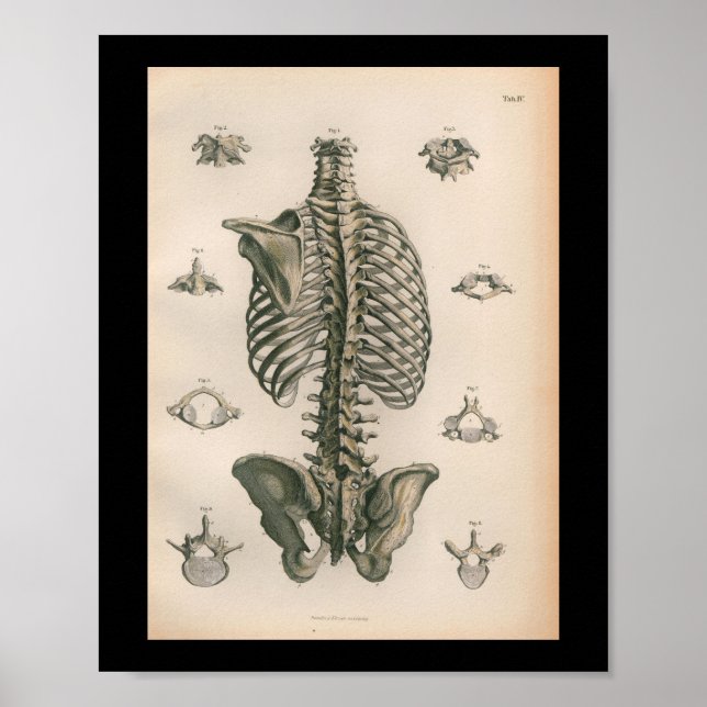 Huesos de esqueleto de impresión de anatomía human (Frente)
