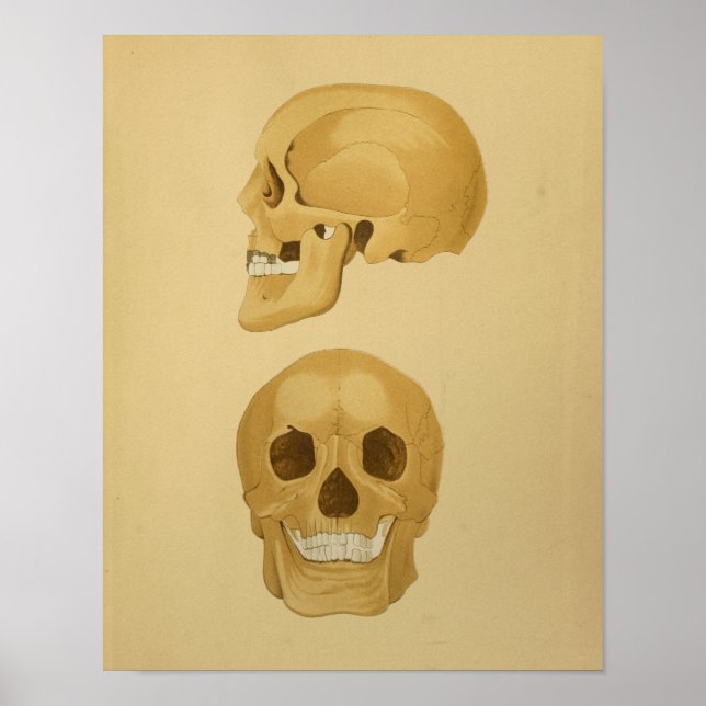 Huesos de impresión de anatomía de calavera humana (Frente)