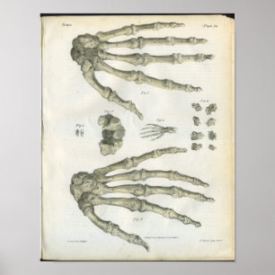 Huesos de la impresión de la anatomía de la mano