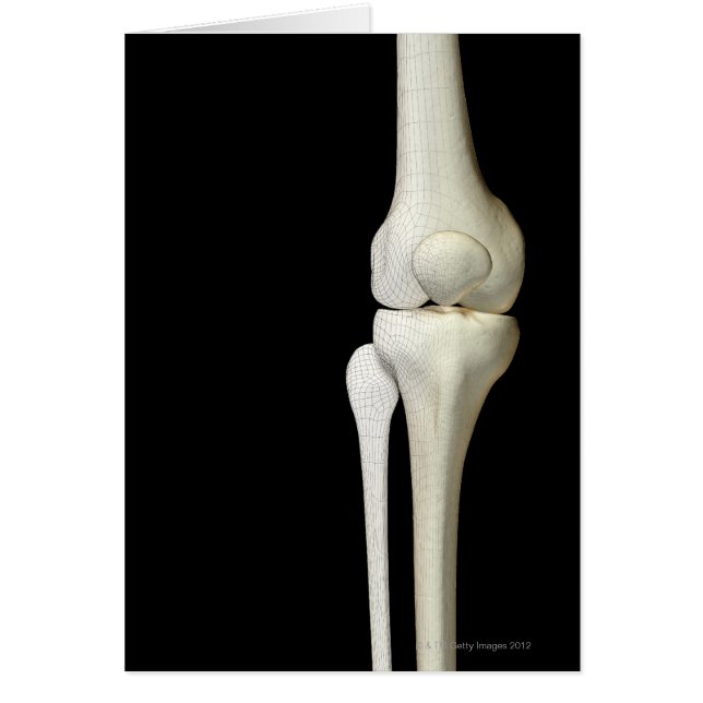 Huesos de la rodilla 4 (Frente)