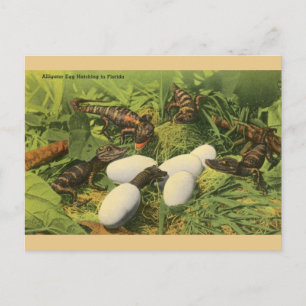 Huevo coligador de vintage en la postal de Florida