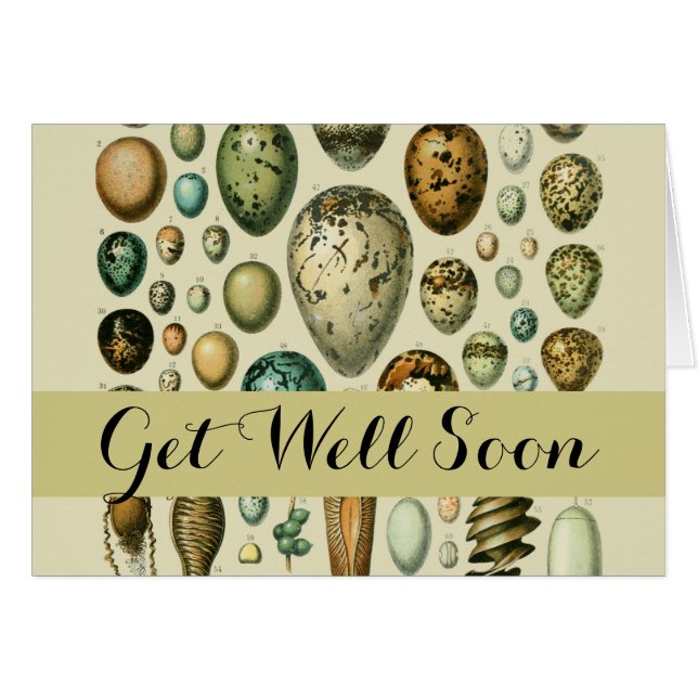 Huevos de aves de corral arte de huevo de pescado  (Anverso (Horizontal))