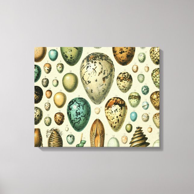 Huevos de aves de corral arte de huevo de pescado  (Anverso)