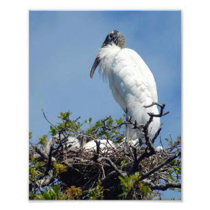 Huevos De Madera En La Impresión Fotográfica Nest