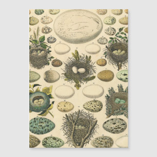 Huevos de pintura de arte de nido de ave de ave vi