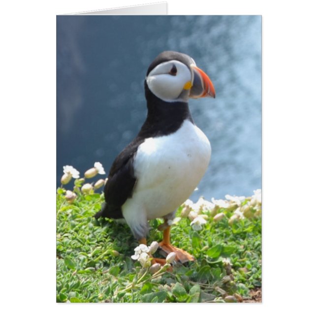 Huffin' Puffin (Frente)