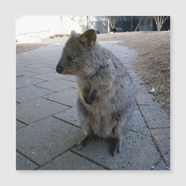 "Huggs en Australia: Un Cuerdo Quokka Gris (Anverso)