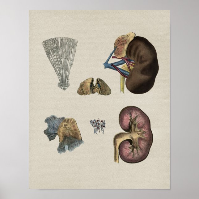 Humano Anatomía Riñón Impresión de cosecha (Frente)
