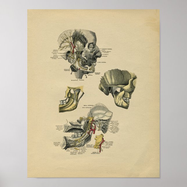 Humano Cara TMJ Anatomía 1902 Impresión de cosecha (Frente)