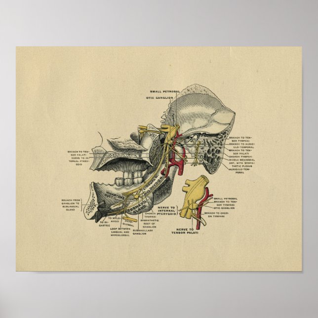 Humano Jaw TMJ Anatomy 1902 Impresión de cosecha (Frente)