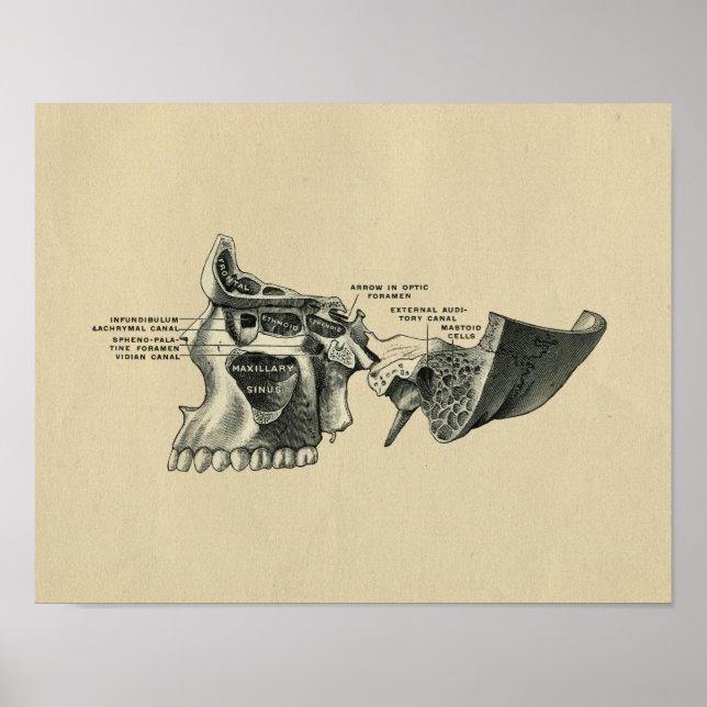 Humano Skull Sinuses Anatomy 1902 Impresión de cos (Frente)