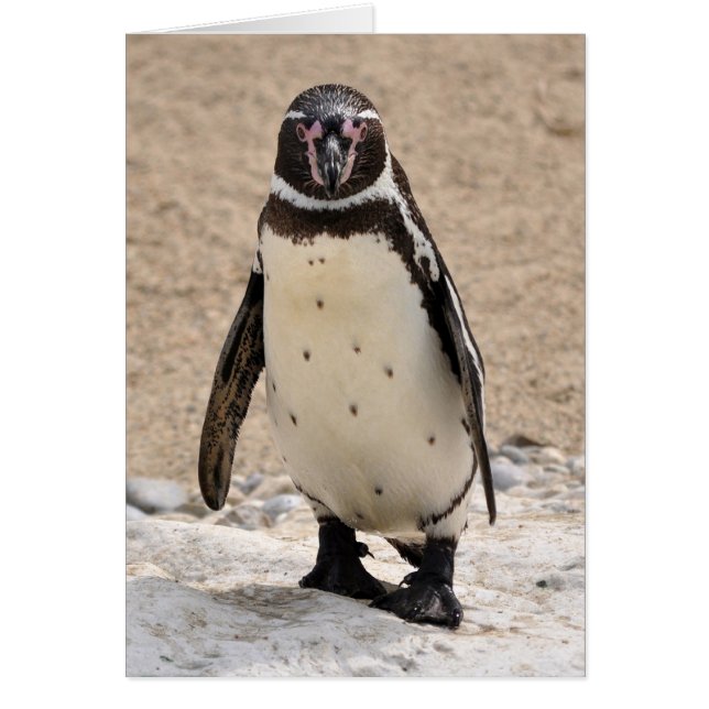 Humboldt Penguin (Frente)