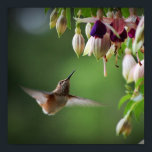 Humingbird Y Fushia Impresión De Flores<br><div class="desc">Humingbird Y Fushia Impresión De Flores</div>