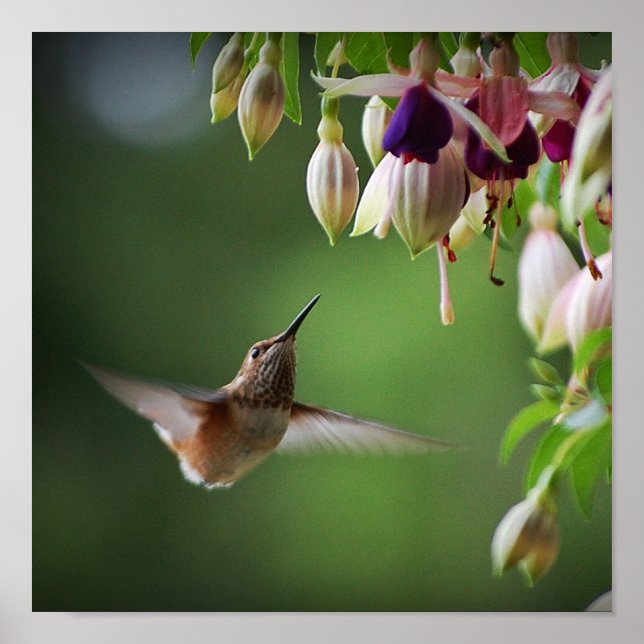 Humingbird Y Fushia Impresión De Flores (Frente)