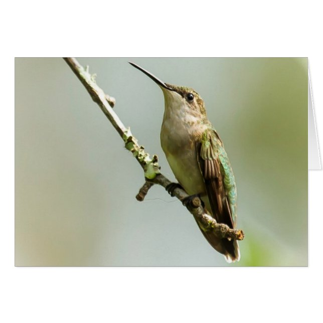 Hummingbird (Anverso (Horizontal))