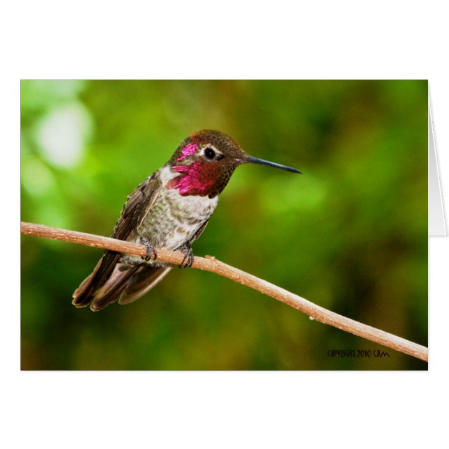Hummingbird095 (Anverso (Horizontal))