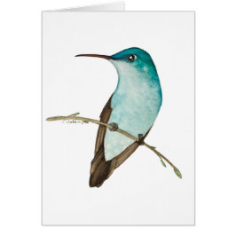 Hummingbird andino