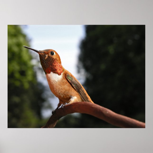 Hummingbird - Bella Artes impresiones (Frente)