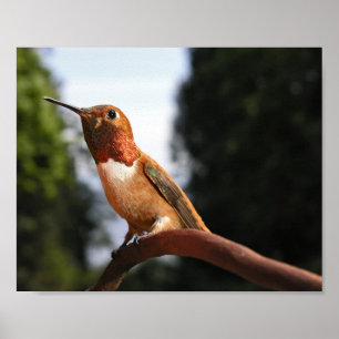 Hummingbird - Bella Artes impresiones
