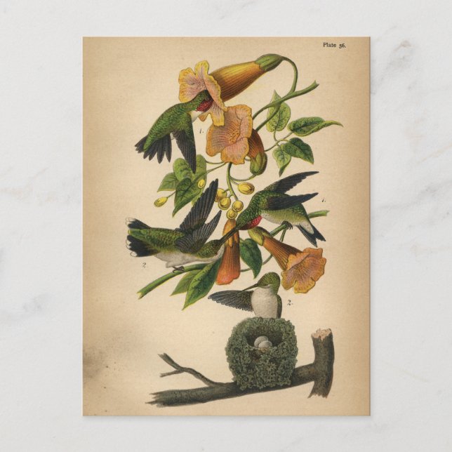 Hummingbird con tarjeta postal de 1890 (Anverso)