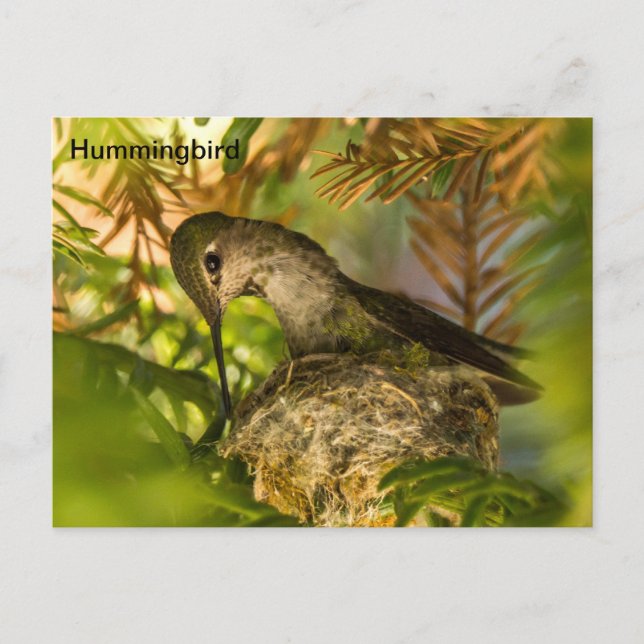 Hummingbird construye un nido - postal (Anverso)