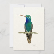 Hummingbird De Carne Grande En Una Rama