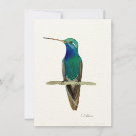 Hummingbird De Carne Grande En Una Rama