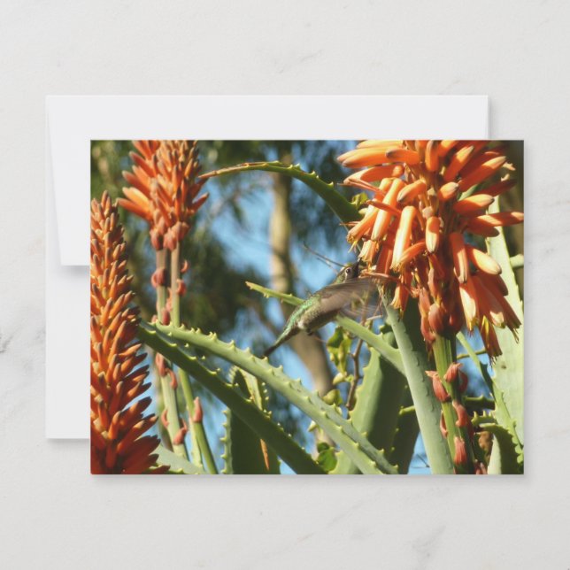 Hummingbird de color negro en vuelo (Anverso)