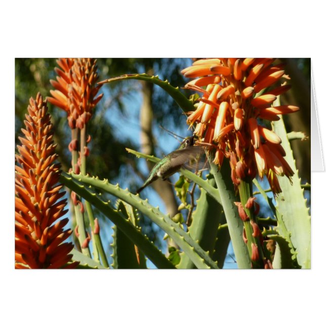 Hummingbird de color negro en vuelo (Anverso (Horizontal))