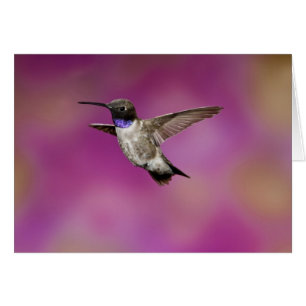 Hummingbird de cuernos negros, Archilochus