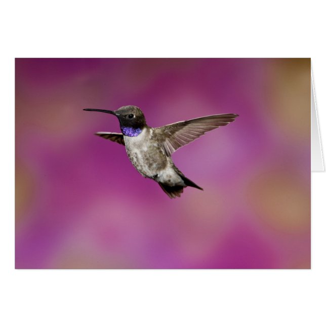 Hummingbird de cuernos negros, Archilochus (Anverso (Horizontal))