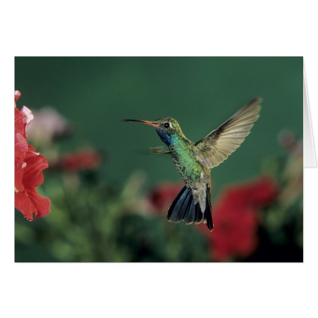 Hummingbird de gran tamaño, Cynanthus (Anverso (Horizontal))