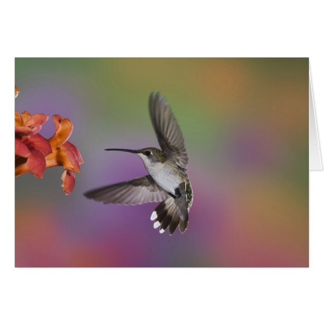 Hummingbird de ruby rota en vuelo (Anverso (Horizontal))