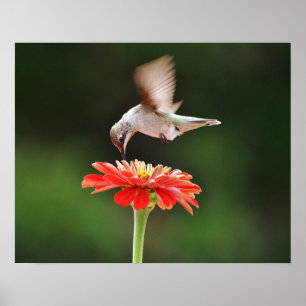 Hummingbird domina a un Poster de arte de las flor