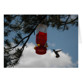 HUMMINGBIRD EN EL FEEDER