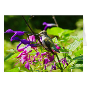 Hummingbird en la menta de Hummingbird