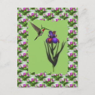 Hummingbird En La Postales De Flor Iris