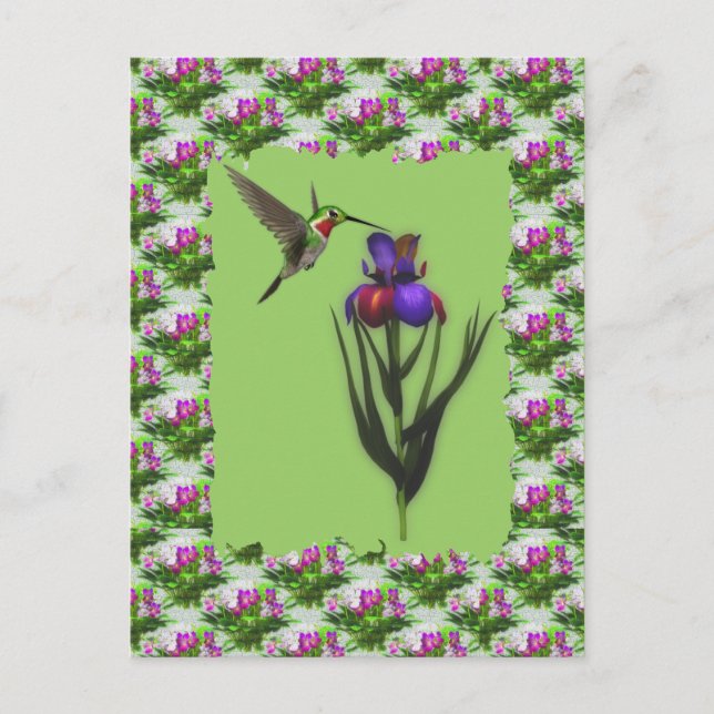 Hummingbird En La Postales De Flor Iris (Anverso)