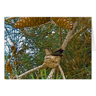 Hummingbird en Nest Photo